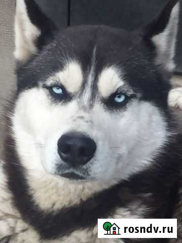 Вязка Сибирский хаски Белгород - изображение 1