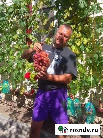 Саженцы столового винограда разных сортов Климово - изображение 1