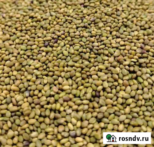 Семена Донника. Донник Кукмор - изображение 1