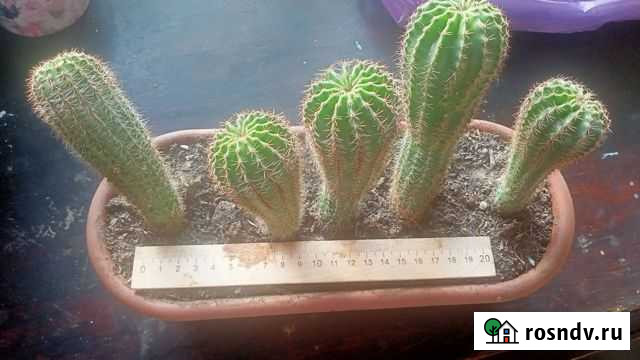 Кактусы Новокузнецк - изображение 1