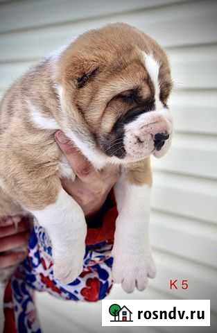 Среднеазиатская овчарка (алабай) Серебряные Пруды - изображение 1