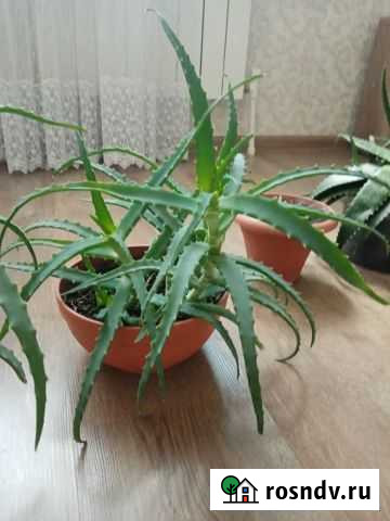 Алоэ лечебный Лениногорск - изображение 1