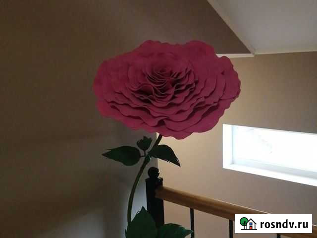 Ростовой интерьерный цветок Егорьевск - изображение 1