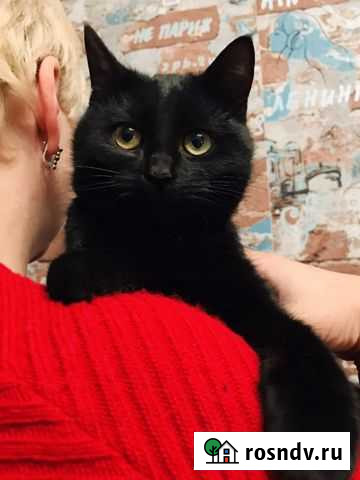 Кошка Аяка Воронеж - изображение 1