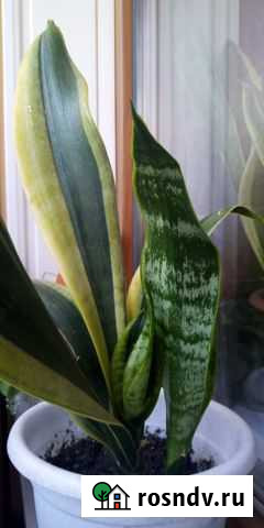 Сансевиерия Кострома - изображение 1