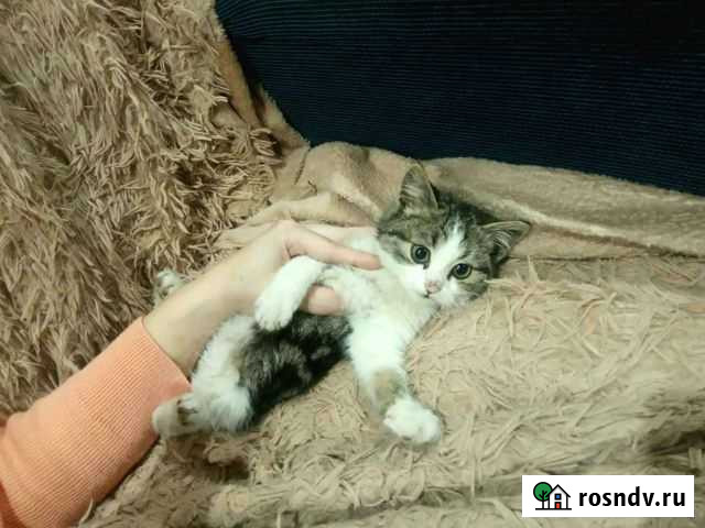 Котёнок Курганинск - изображение 1