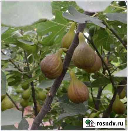 Саженцы инжира Темрюк