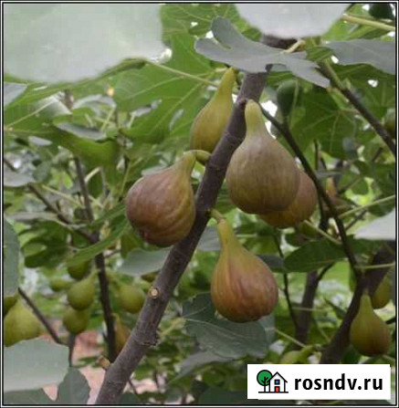 Саженцы инжира Темрюк - изображение 1