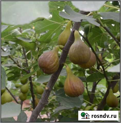 Саженцы инжира Темрюк - изображение 1
