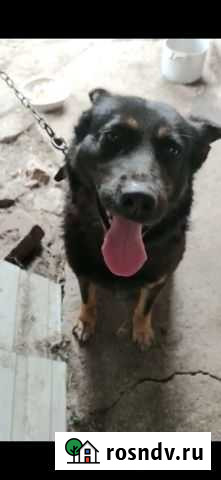 Собаки бесплатно в добрые руки Бугульма - изображение 1