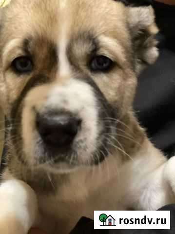 Среднеазиатская овчарка Нижнекамск - изображение 1