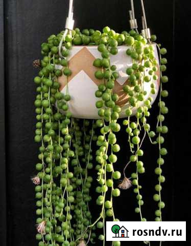 Крестовники,адромискус,крассула,эхеверии,стапелия Казаки - изображение 1