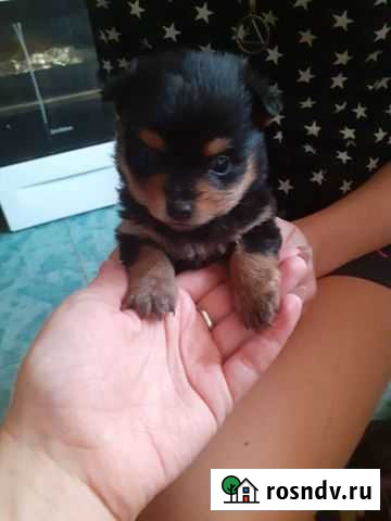 Щенки мелкой породы Белореченск - изображение 1