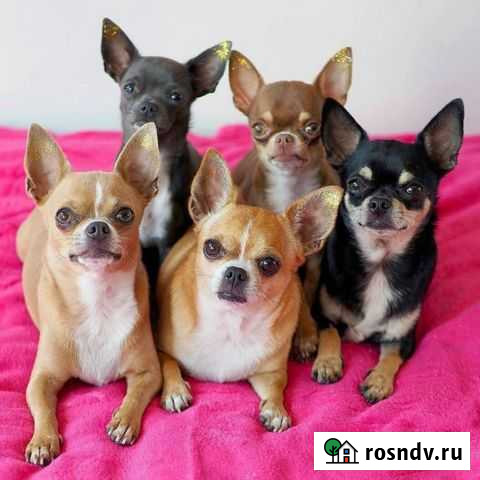 Чихуахуа вязка на выбор. Щенки Челябинск - изображение 1