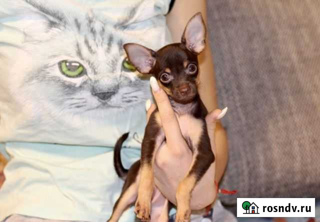 Девочка шоколадочка Калининград - изображение 1