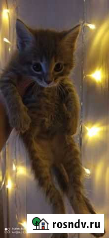 Кошка Жигулевск - изображение 1