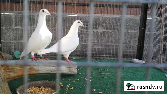 Голуби чехи Отрадная - изображение 1