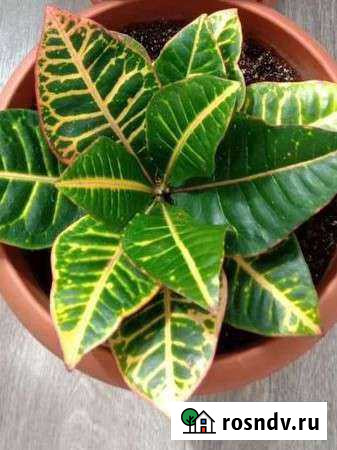 Кротон (кодиеум) сорт Петра Тольятти - изображение 1