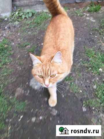 Кошка Бор - изображение 1