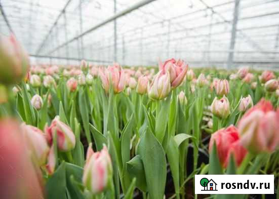 Тюльпаны оптом Владикавказ - изображение 1