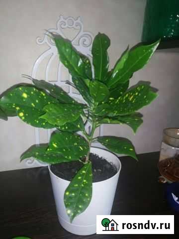 Кротон Кемерово - изображение 1