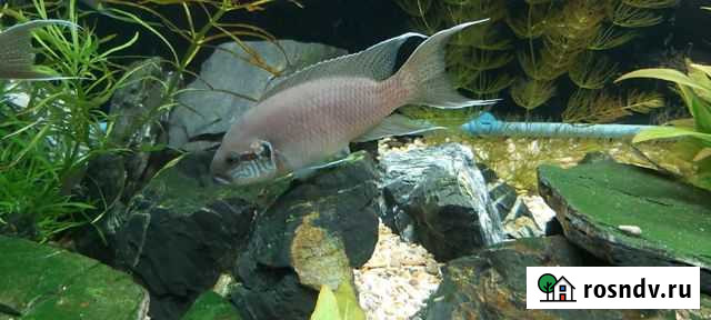 Аквариумные рыбки принцесса Бурунди Красногорский - изображение 1