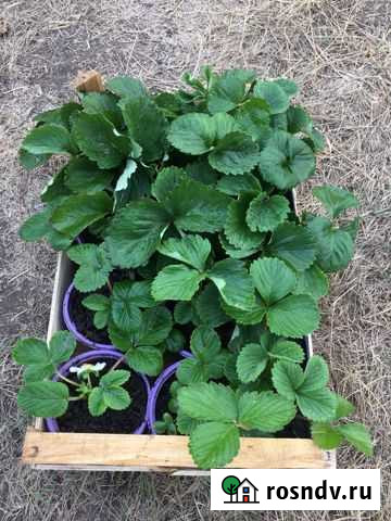 Рассада клубники мармелада, фенелла Челябинск - изображение 1