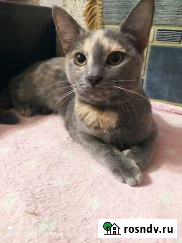 Молоденькая кошечка Старый Оскол - изображение 1