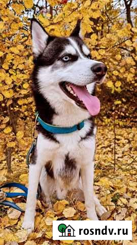 Хаски для вязки Мурино - изображение 1