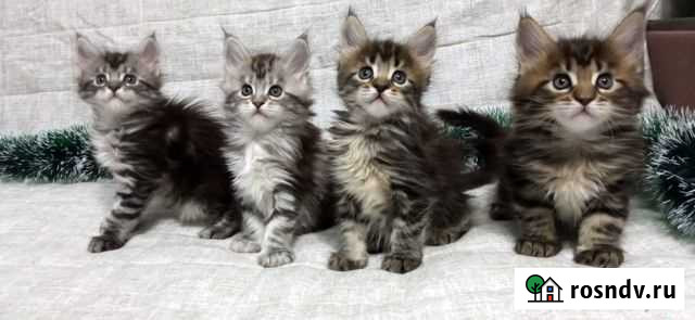 Котята Мейн-кун Череповец - изображение 1