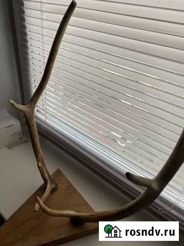 Рога оленя Обнинск - изображение 1