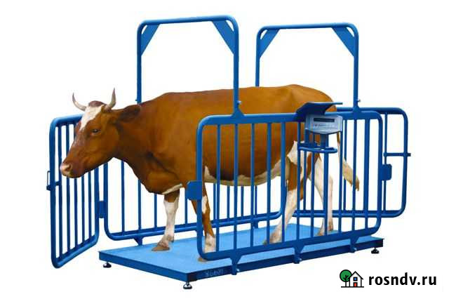 Животноводческие весы от производителя Тарское - изображение 1