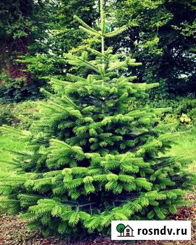 Ель*Доставка Балашиха - изображение 1