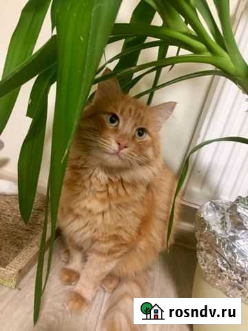 Бегемот ищет дом Волгоград - изображение 1