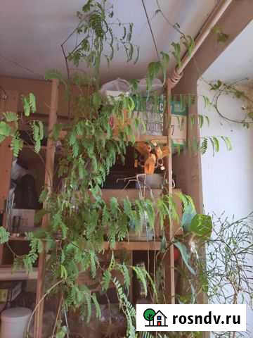 Растение Тамаринд, 140см Новосибирск - изображение 1