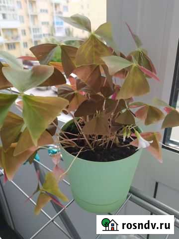 Комнатный цветок+ горшок Новосибирск - изображение 1