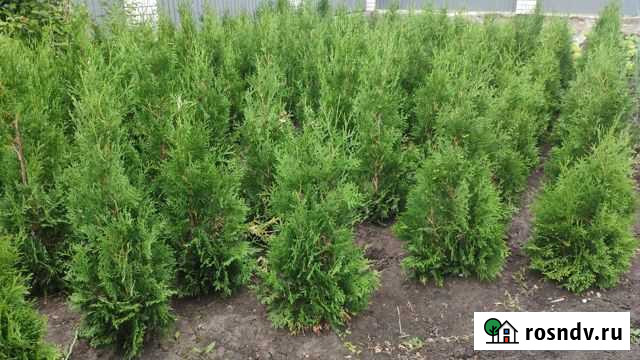 Туя западная Липецк - изображение 1