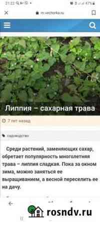 Липпия- сахарная трава Калининград