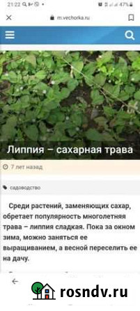 Липпия- сахарная трава Калининград - изображение 1