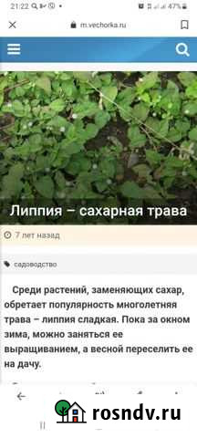 Липпия- сахарная трава Калининград - изображение 1