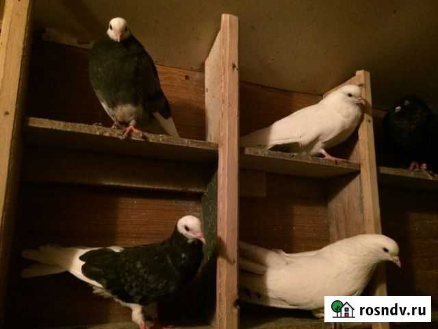 Голуби Железногорск - изображение 1