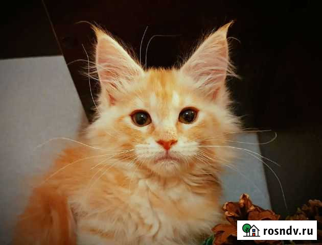 Мейн-кун малышка Мурманск - изображение 1