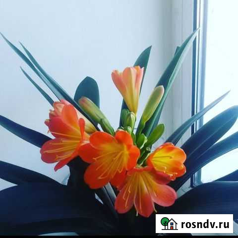 Кливия - молодые растения Биробиджан - изображение 1