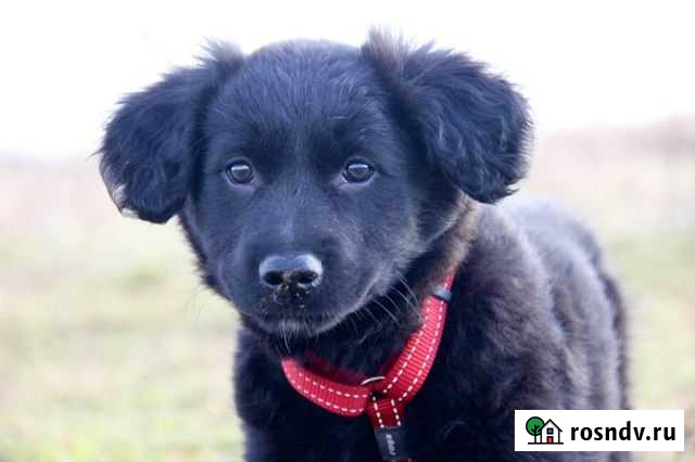 Девочка Брускетта в дар Большие Вяземы - изображение 1