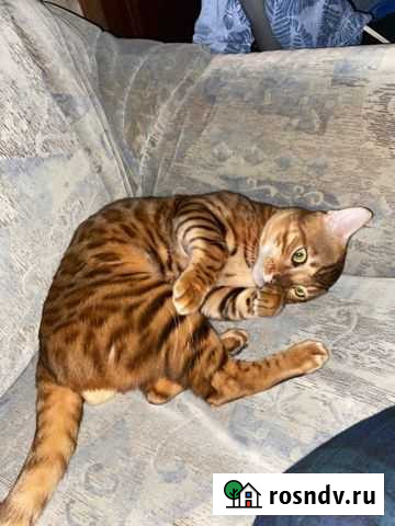 Бенгальский котик Махачкала - изображение 1