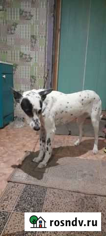 Собака Усолье-Сибирское - изображение 1