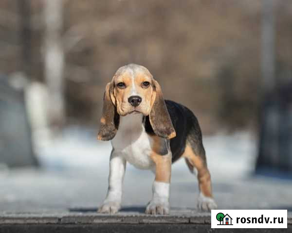 Бигль Хабаровск - изображение 1