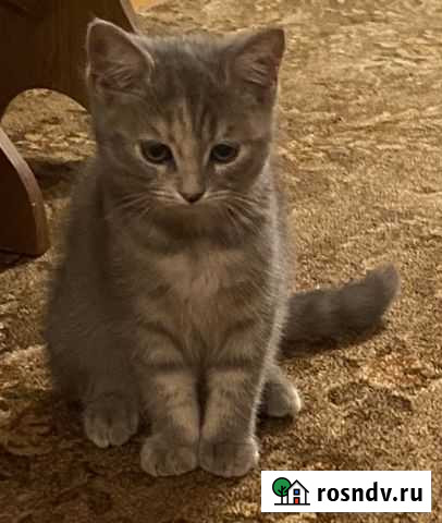 Кошка в дар Самара - изображение 1