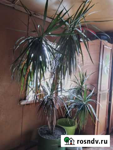 Драцена Зея - изображение 1