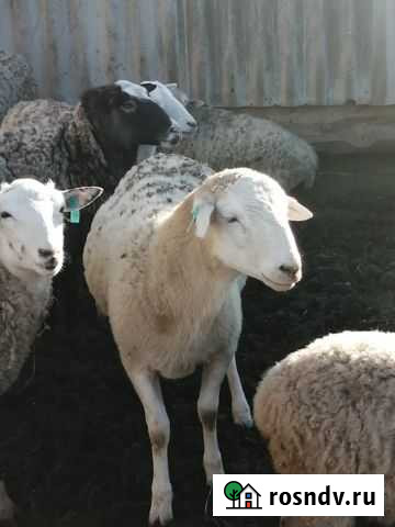 Катумский бараньчик Исса - изображение 1